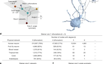 COMPASS-Funded PI Barabási Co-Authors Nature Paper on Hidden Rules of Physical Network Design